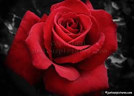A free spirit cares about the right things. How Roses Talk 49 Meanings Of Roses Romantic Ideas In Life