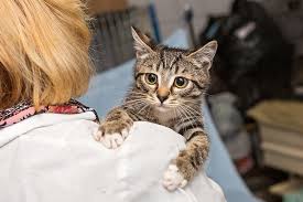J'aime trop chat vous si on prend les résultats publiés par le site satista.com, il y avait en 2017 plus de 13.5 millions de chats en france, ce qui place la france comme le premier. Chiens Et Chat Perdus En 2017 Les Statistiques Actualite Chien Santevet