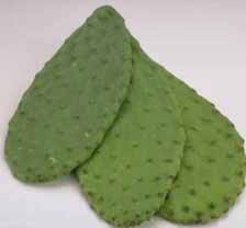 Nopal cactus these pictures of this page are about:nopal cactus. Cookbook Edible Cactus Wikibooks Open Books For An Open World
