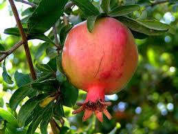 Pomegranate Punica Granatum Tree Shrub Seeds Fast Edible Showy Pomegranate Pomegranate Growing Backyard Food