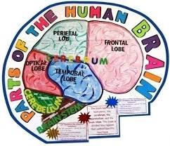 Biology Science Fair Projects Ideas Make A Science Fair Project Poster Ideas Human Brain Biology Project For Kids Biology Projects Science Fair Projects Biology Science Fair Projects
