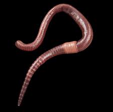 How long is the average inch worm? Earthworm National Geographic
