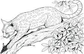 Several species of animals are color blind or see muted colors, including dogs, cats, bulls and sharks. Jungle Coloring Pages Best Coloring Pages For Kids