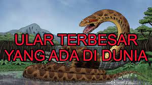 Ular raksasa kalimantan sepanjang 33 meter. 7 Jenis Ular Terbesar Di Dunia 1 Ada Di Indonesia Youtube