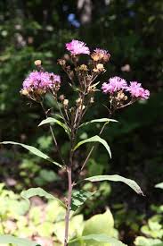Image result for Vernonia brachycalyx