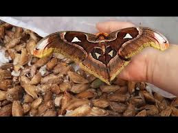 Get the best deal for atlas moth from the largest online selection at ebay.com. 1000 Giant Atlas Moth Cocoons Hatched During Lockdown Youtube