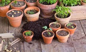 Es Gibt Eine Menge Insekten Die Unsere Pflanzen Kaputt Machen Konnen Wie Sie Beispielsweise Fliegen In Der Blumener Fliegen In Blumenerde Pflanzen Blumenerde