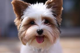 Biewer Yorkie Terrier Dog Yorkshire Terrier Dog Biewer Yorkie Yorkie Puppy