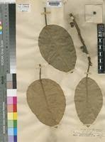Image result for Ficus trichopoda