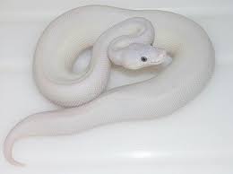 A Extremely Rare Morph Called The Blue Eyed Leucistic Ball Python Ball Python Reptile Room Python
