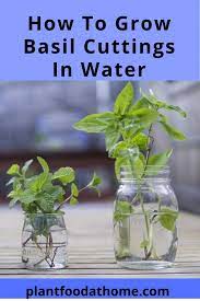 Growing Basil Tips How To Grow Basil At Home Basil Plant Growing Basil Planting Herbs