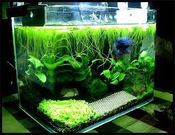 If you like my videos, please support and. My 2litre Planted Betta Tank Planted Betta Tank Betta Tank Betta