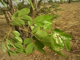 Image result for Cassia sieberiana