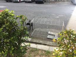 Mengeluarkan nombor plat kenderaan malaysia. Perkhi Persatuan Peminat Kucing Kuala Lumpur Dan Selangor Facebook