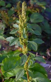 Image result for Amaranthus hybridus