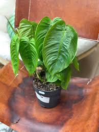 Image result for Filodendron Philodendron