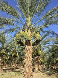 Date palm species are widely cultivated and are naturalized in many tropical and subtropical regions worldwide. Jewels Of The Desert Oasis Date Gardens