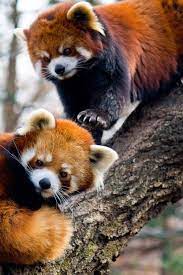 Red Pandas Have Got To Be One Of My Favorite Animals Cute Animals Animals Animal Pictures
