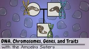 What are three statements mentioned in the video that. Dna Chromosomes Genes Traits Intro To Heredity Recap Key By Amoeba Sisters Chromosome Heredity Dna