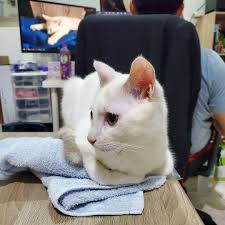 19 0830 爸爸扭到用來冰敷的被我當成我的涼涼墊 迪迪孵蛋 篡位成功 爸爸的桌布是烏迪 貓 貓咪 貓星人