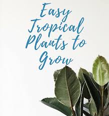 Ponytail palms begin very small and grow slowly. 5 Easiest Tropical Plants To Grow Indoors Roo Apron
