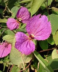 Image result for Dalechampia