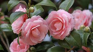 Image Result For Flowers Camellia Flower Planting Flowers Flowers