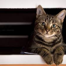 Maison Pour Les Chats Une Maison Japonais Creee Pour Des Chats 18h39 Fr Toilette Pour Chat Maison De Chat Chat