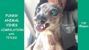 Try Not To Laugh Challenge Funny Cats And Dogs Try Not To Laugh Challenge Funny Animals Videos Compilation Best Pet Funny Animal Vines Challenges Funny Dog Vines