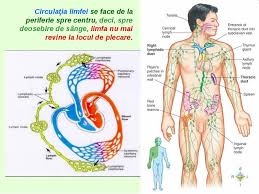 pin on medicina