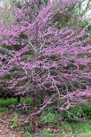 This plant is sure to capture. Small Flowering Trees A Dozen Native Species For Limited Spaces Wild Seed Project