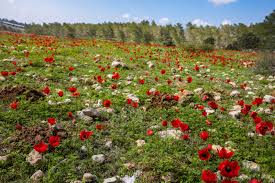 Most stores are still accepting online or phone orders as well as deliveries. Top 10 Places To See Israel S Spring Flowers Israel21c
