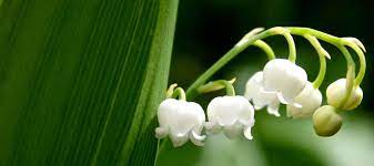 How To Successfully Grow Lily Of The Valley A Field Guide To Planting Care And Design On Gardenista