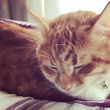 ablam dogurmus bana ne kedi kedim kedicikler kediler kedis kedigiller kedisizolmaz kediseverler kedisevgisi kedise cats animals