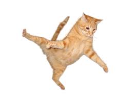 Cat Png Transparent Cat Png Images Pluspng Cat Movie Png Cats