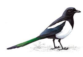 Identification Small Birds Of Colorado A Magpie Seen In Colorado And Western States Birds Magpie Bird Drawings