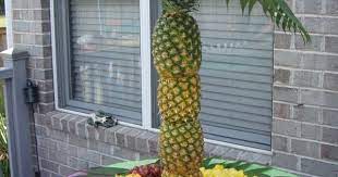 It seems tree frogs seem to. Sooo Cute For A Summer Party Idea Pineapple Palm Tree Holidays Events At Repinned Net