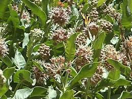 Image result for Kotschya speciosa