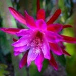 The question of whether cactus are poisonous to cats is essential to any pet owner who has an indoor garden with succulents. Cats And Christmas Cactus What To Do For Christmas Cactus Broken By Cat Or Eaten