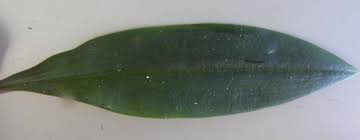 Image result for Cynorkis kassneriana