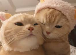 Add a fantastic feline background to your desktop or laptop. Thread By Meaningcho Ok Since I Saved That Cute Cats Photos Im Sharing It Here