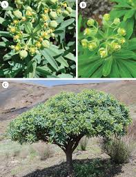Image result for Euphorbia chevalieri