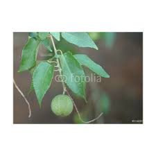 Image result for Croton megalobotrys