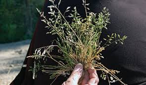 Image result for Poa
