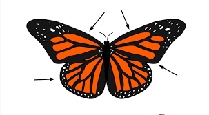 How To Draw A Butterfly Step By Step Easy Butterfly Drawing Butterfly Drawing Drawing For Kids