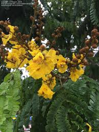 Maybe you would like to learn more about one of these? Plant Identification Closed Tree With Yellow Flowers And Insect Wing Leaves South Florida 3 By Brajesh