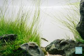 Image result for Hermannia parvula