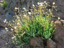 Image result for Hypertelis