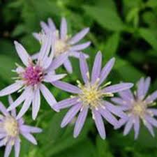 Image result for Dioscorea asteriscus