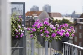 Pflegeleichte Balkonpflanzen Fur Sonnige Standorte Balkon Pflanzen Pflegeleicht Balkon Pflanzen Sonnenpflanzen